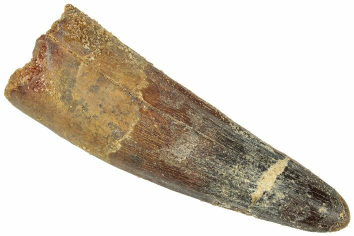 Fossil Spinosaurus Tooth - Real Dinosaur Tooth #311807